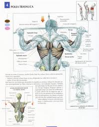 ejercicios para la espalda