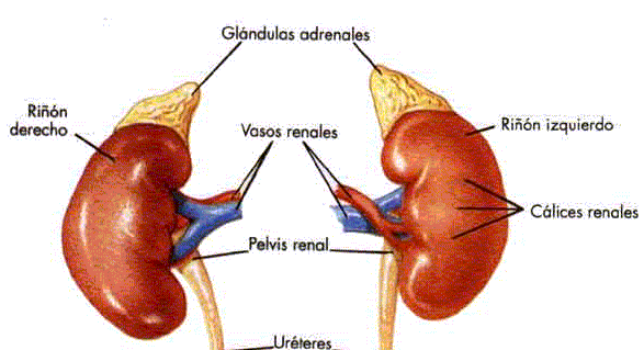 Glandulas adrenales, buena opcion para definir?